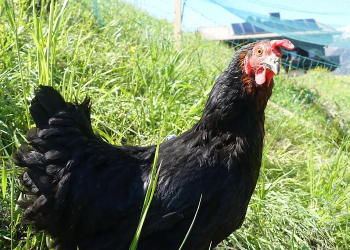 아파트 Rasterhof *